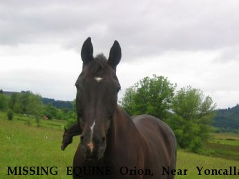 MISSING EQUINE Orion, Near Yoncalla, OR, 97499